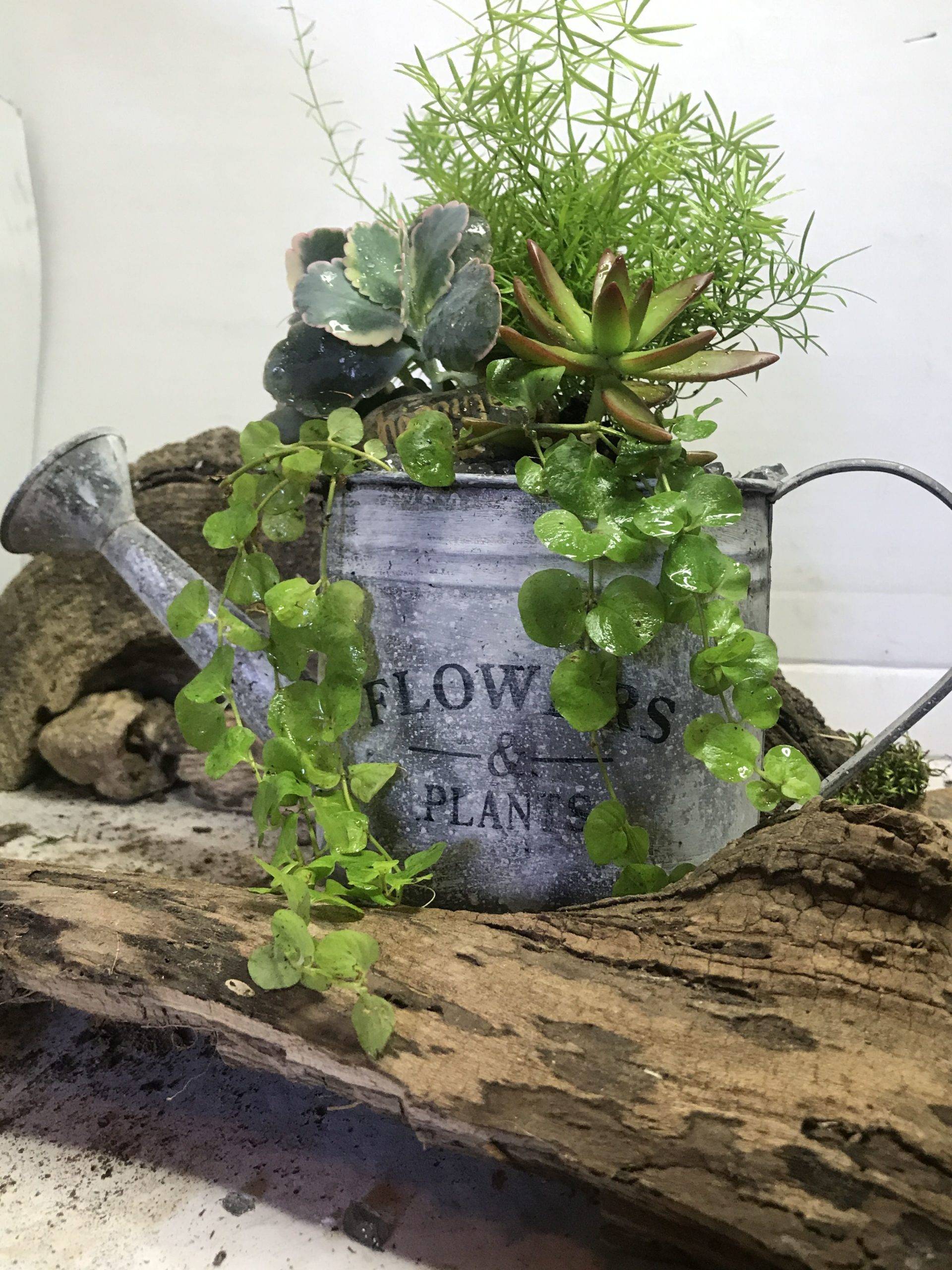 Upcycled Watering Can