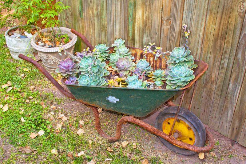 Wheelbarrow Succulent Garden