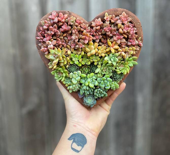 rainbow succulent color gradient heart