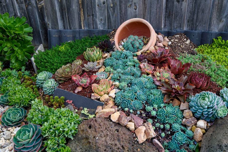 "tipped over" pot with garden of succulents leading away