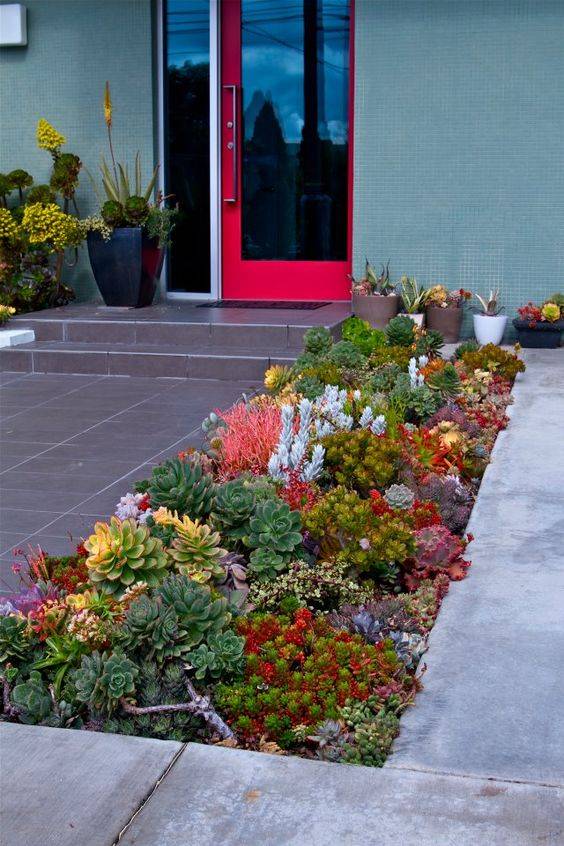 succulent house border at front entrance near red door