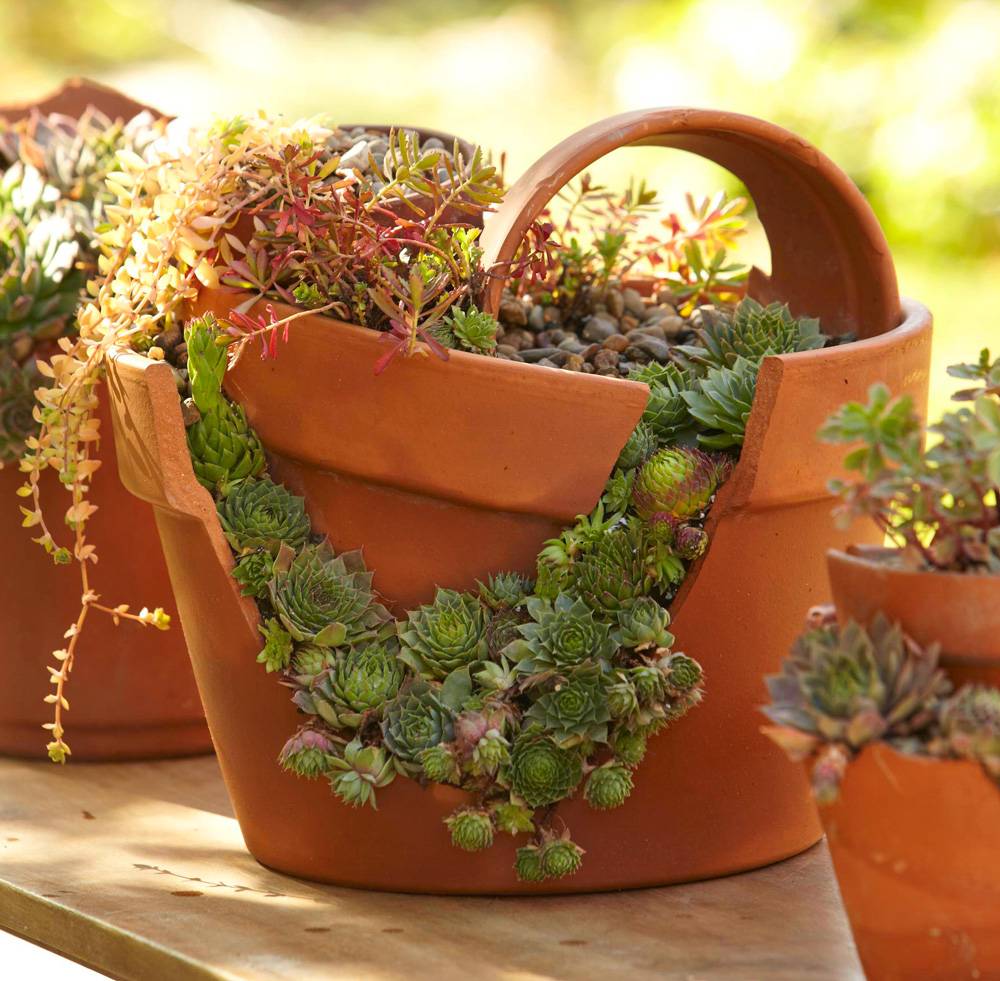 succulent garden in broken terracotta pot