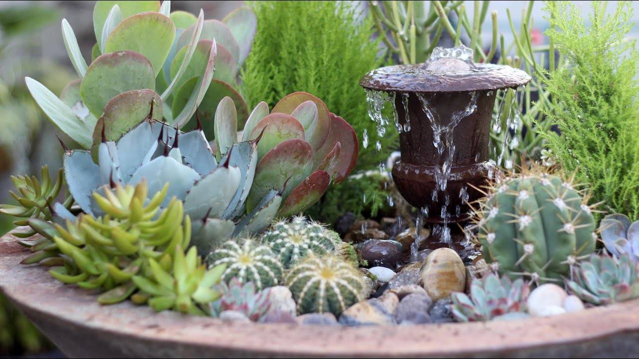 succulents surrounding water fountain