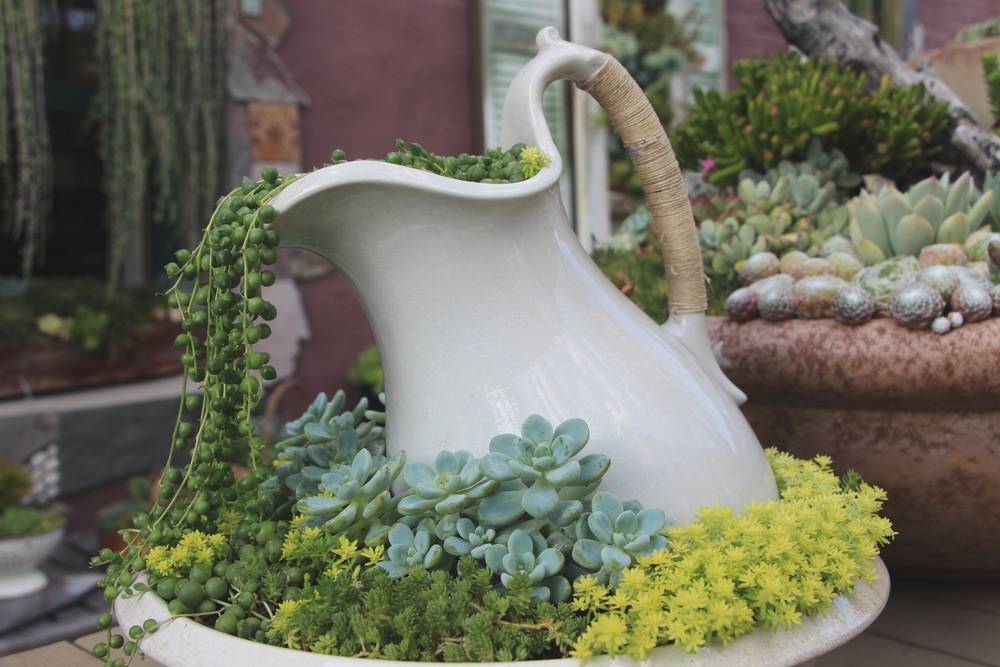 succulents blooming from water jug