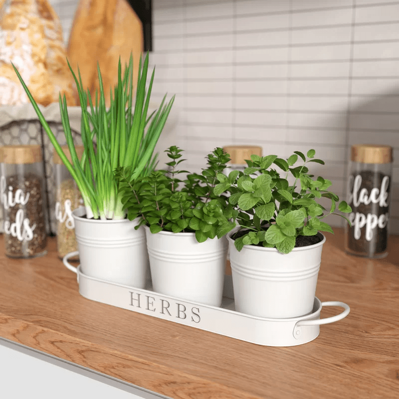 White Potted Herb Garden