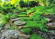 Moss As Ground Cover