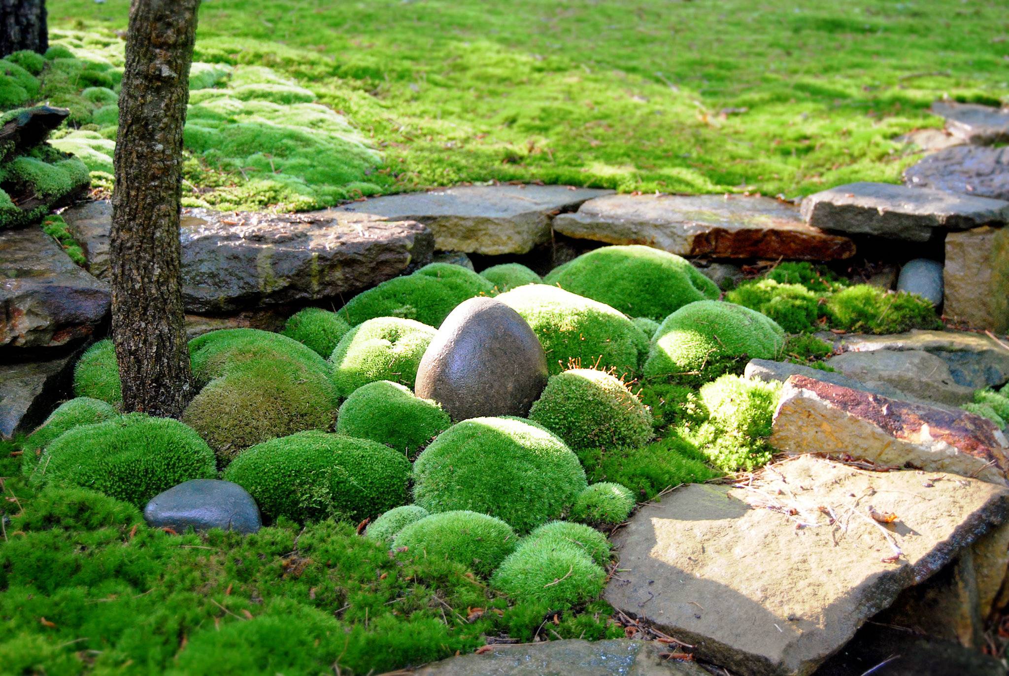 Moss As Ground Cover