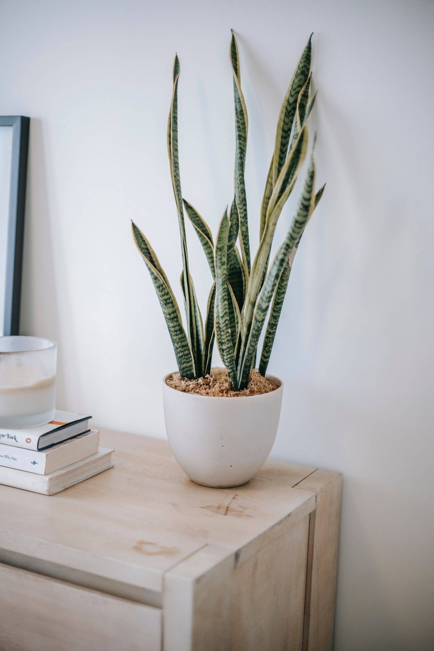 snake plant sitting atop dresser