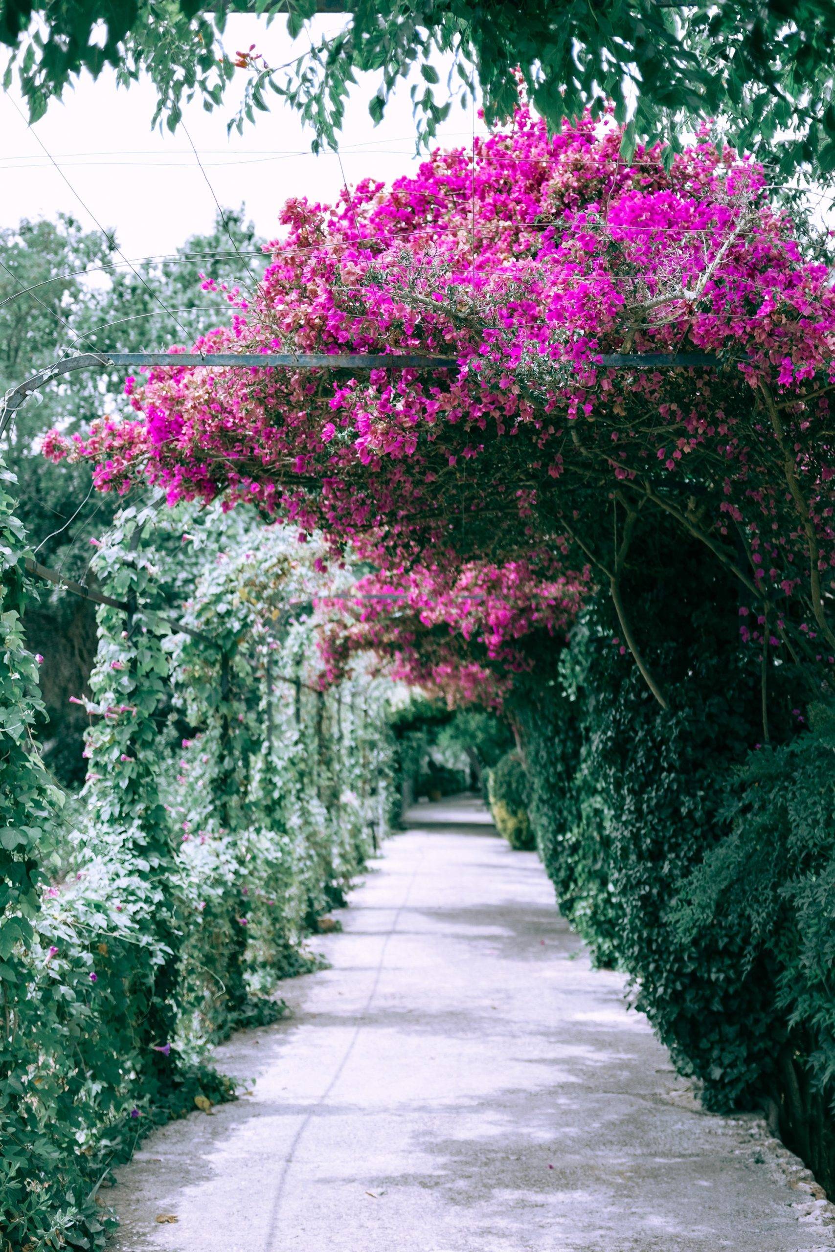 pink floral archway and stone path