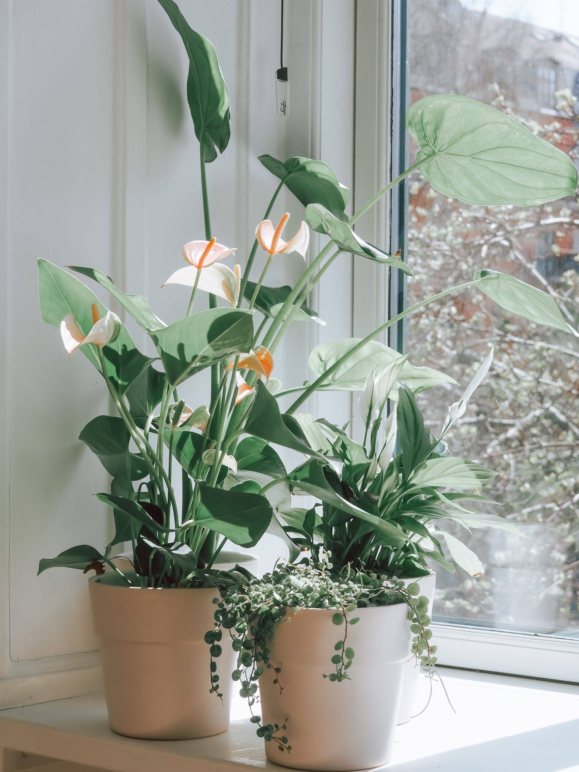 peace lily on windowsil