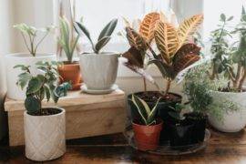 8 Best Houseplants For Beginners (Seriously!)