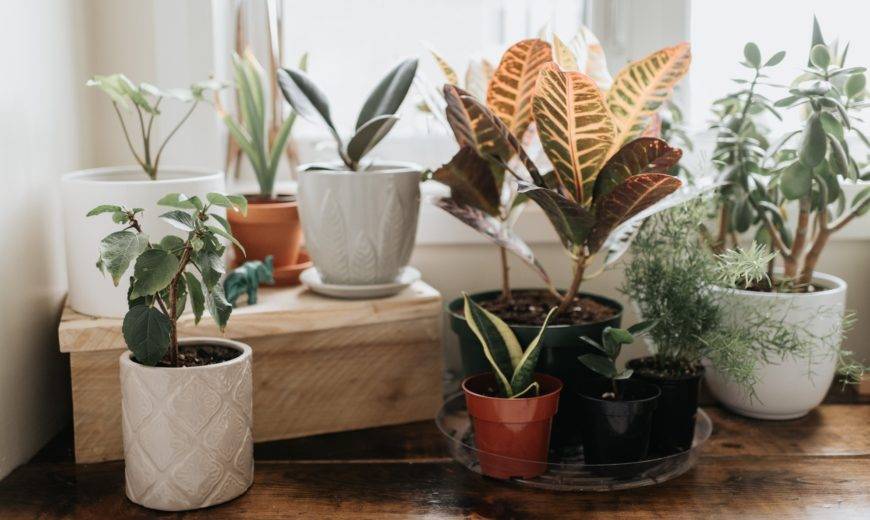8 Best Houseplants For Beginners (Seriously!)