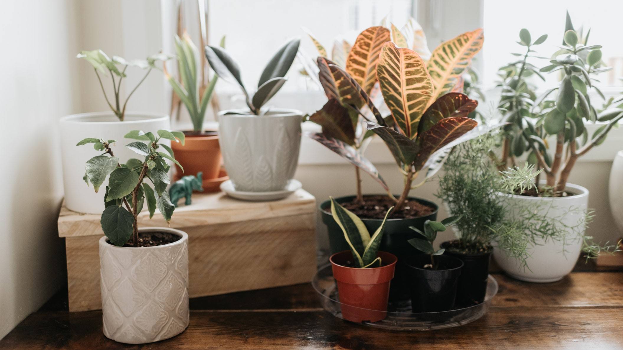 multiple plants in various pots sitting along window