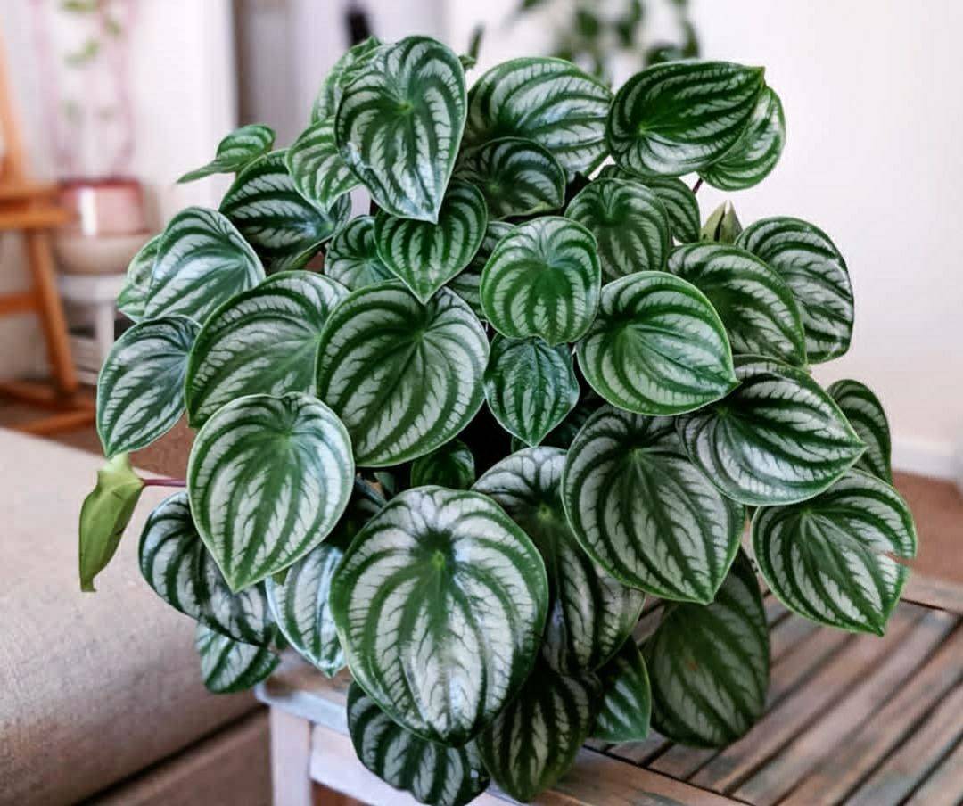 close up of Peperomia plant