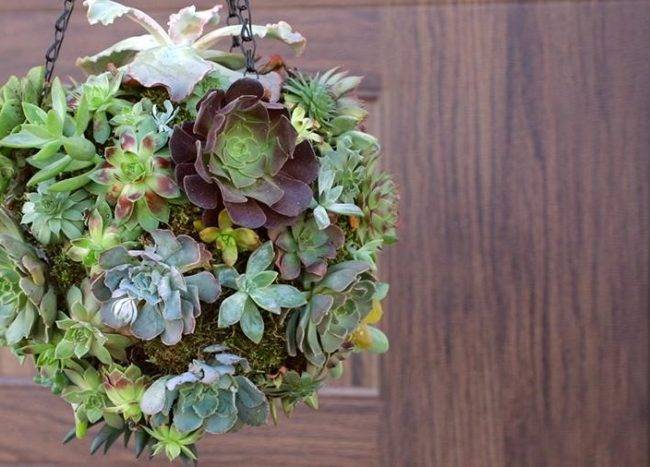 succulent orb hanging planter