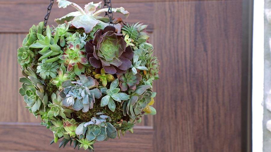 succulent orb hanging planter