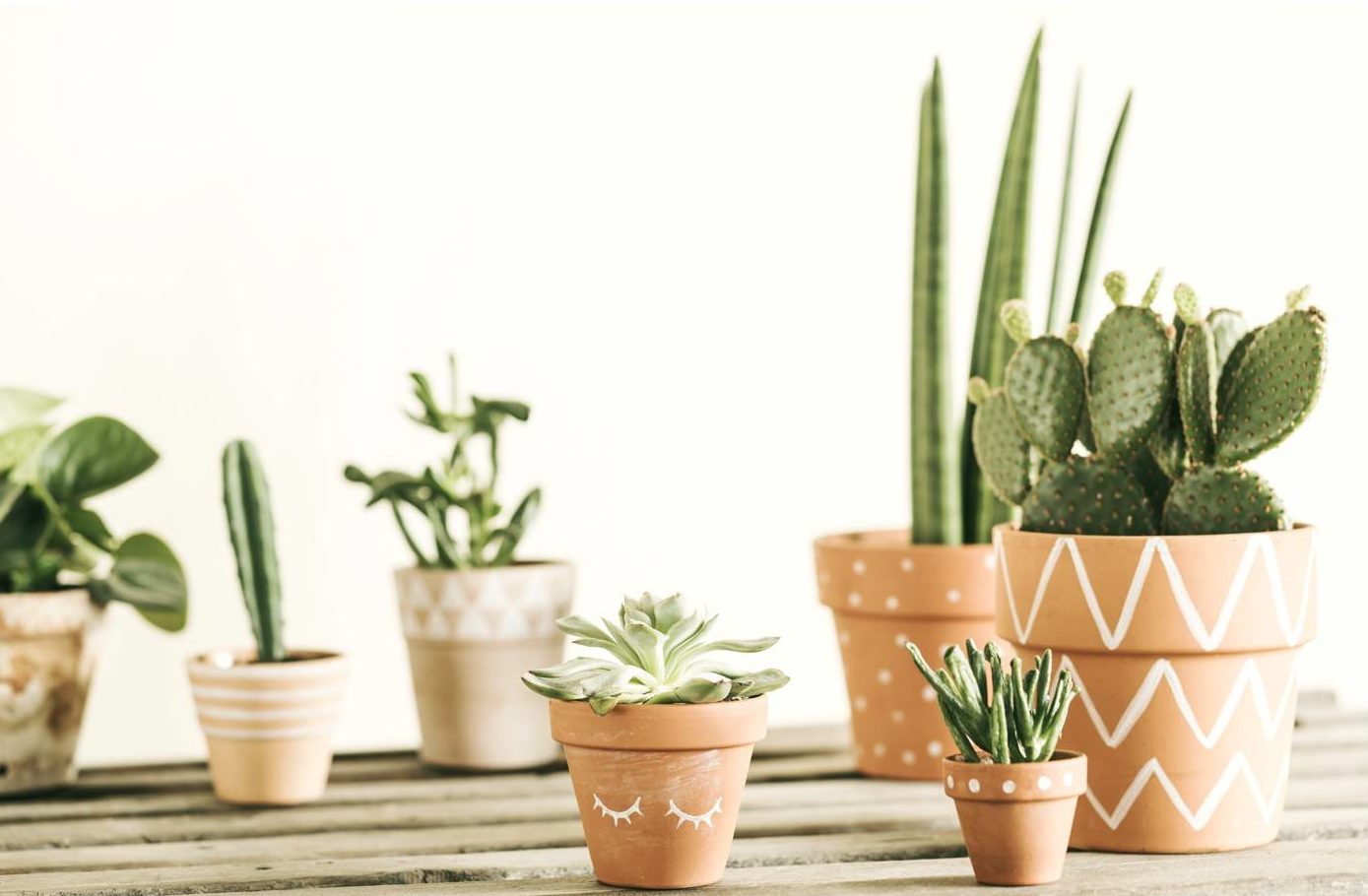 multiple cactus plants in different size clay pots