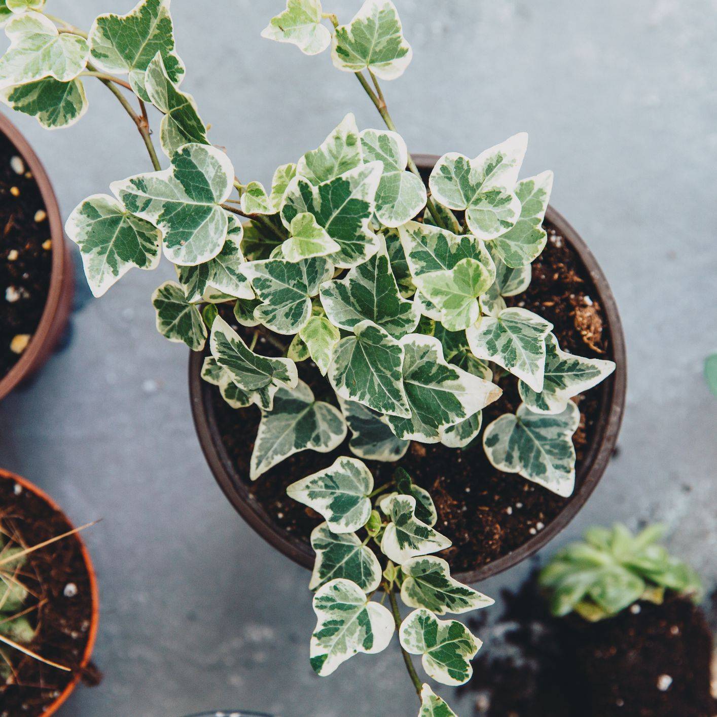 english ivy photogrpaher from above