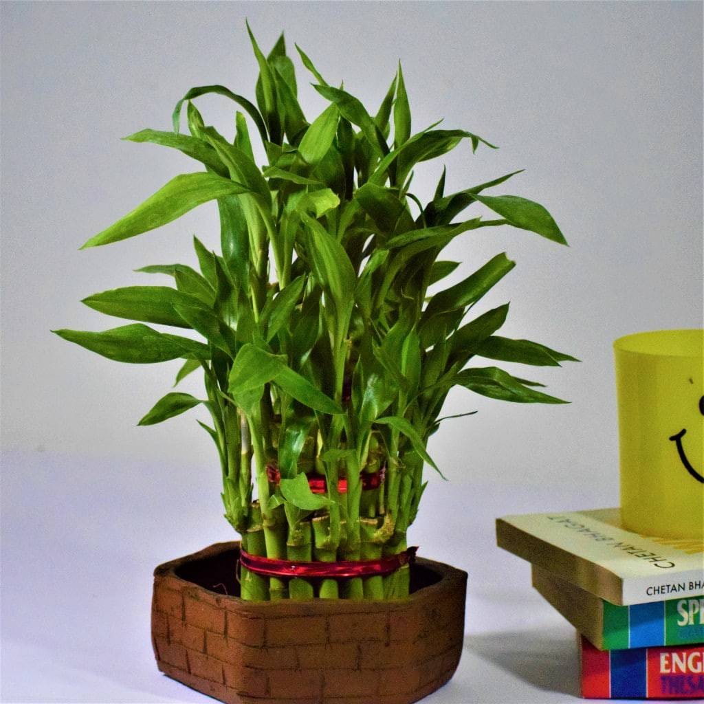 lucky bamboo with red tie 