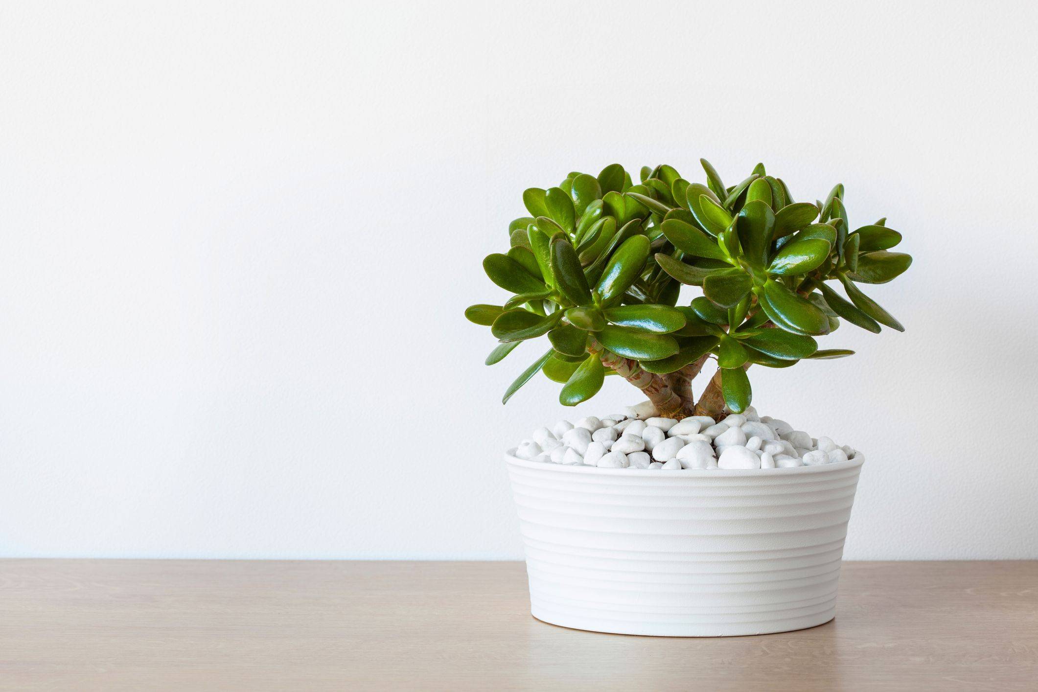 jade plant in white pot with white stones