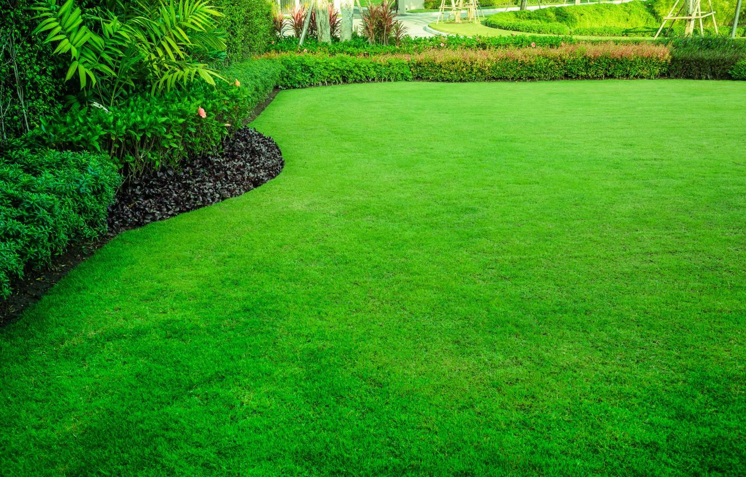 Sod vs. Seed - Which is Better For You?