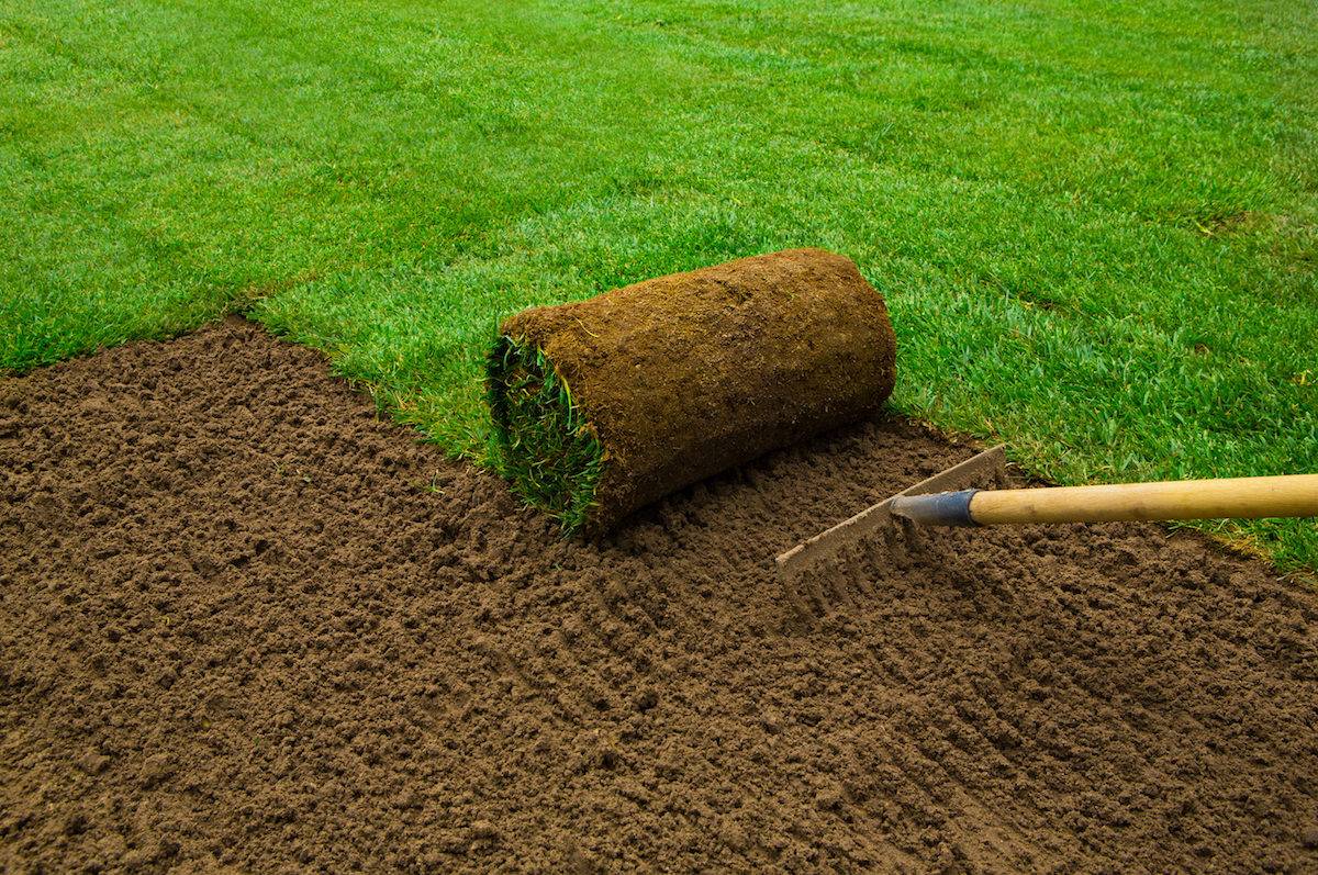 rolling sod while raking dirt