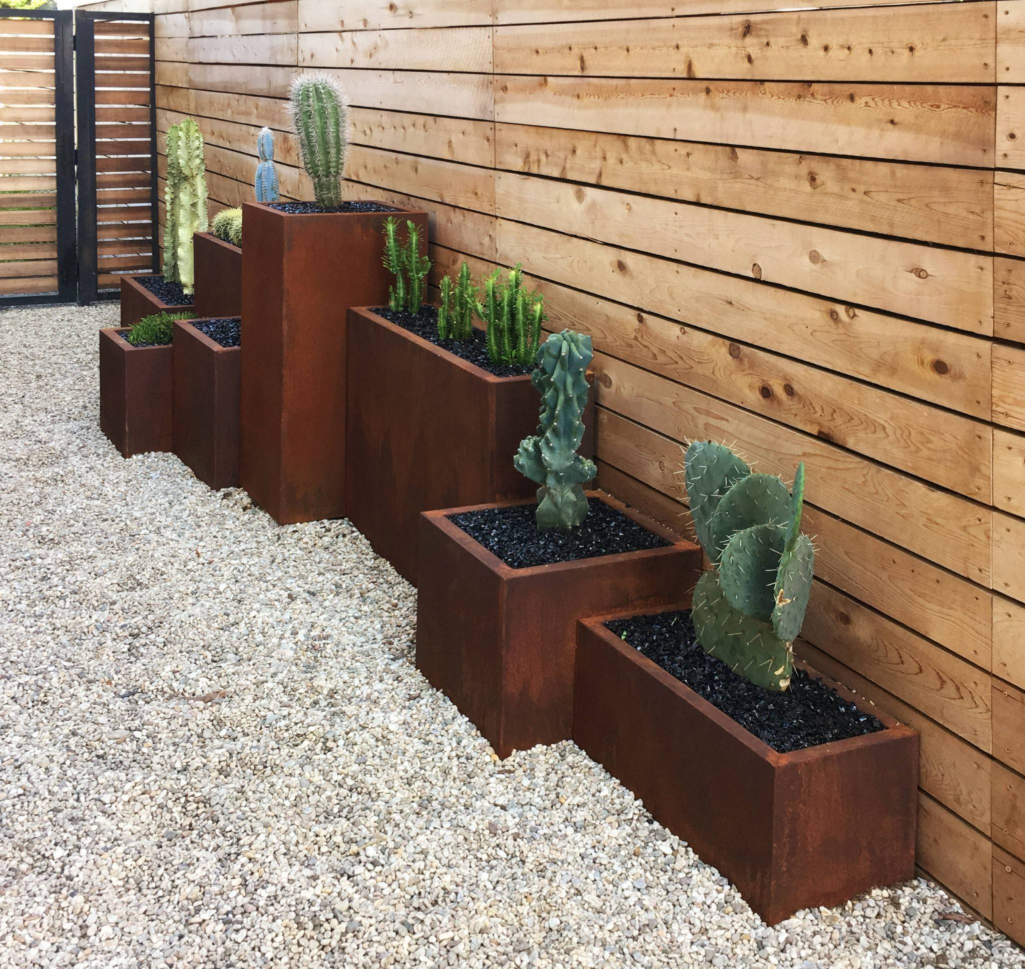 cacti in front of slat wooden fence