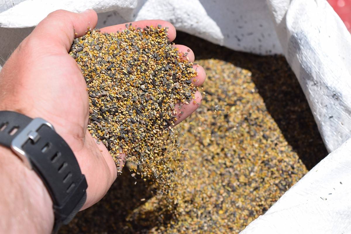 hand holding pile of grass seed