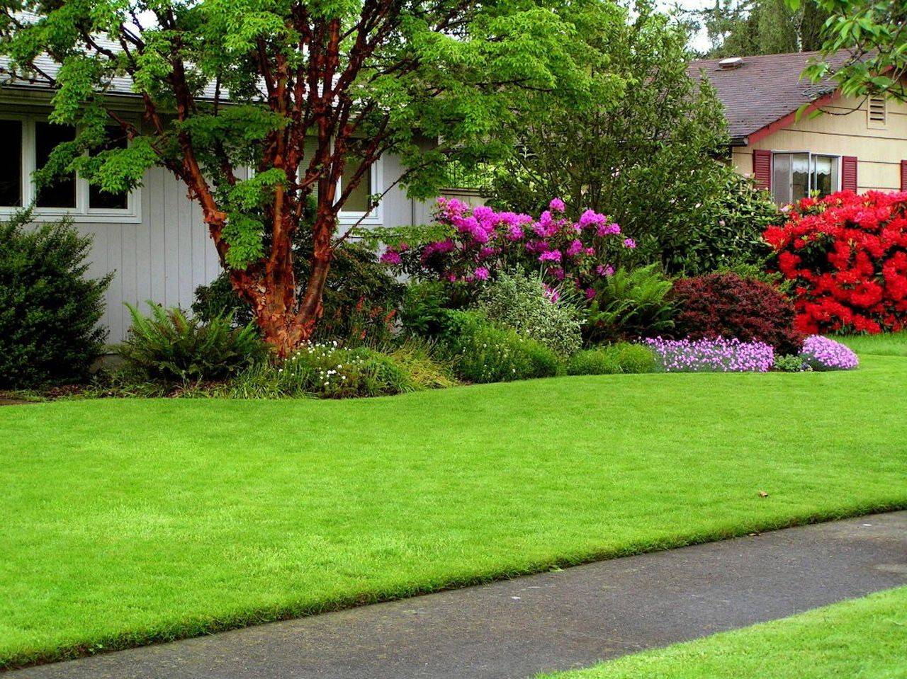 lush yard with green grass and plants 