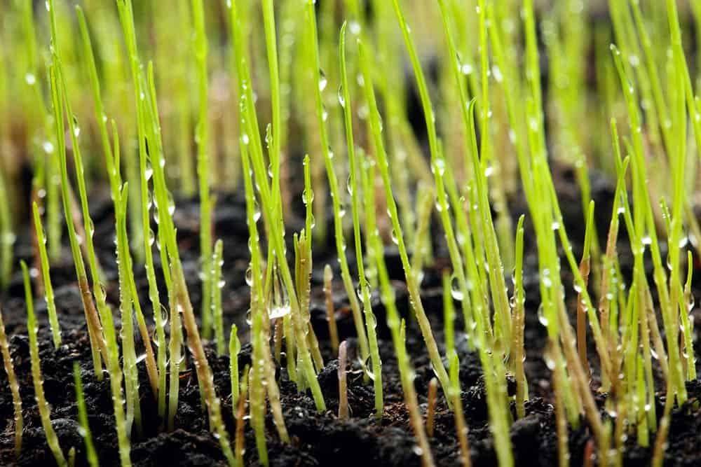 drops of water on blades of grass