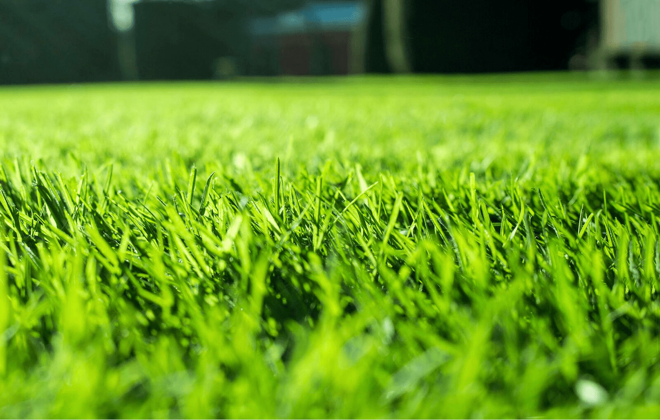 Sod vs. Seed - Which is Better For You?