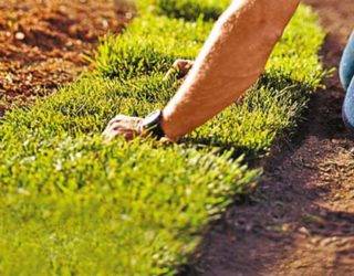 Sod Versus Seed—Which is Better For You & Your Yard?