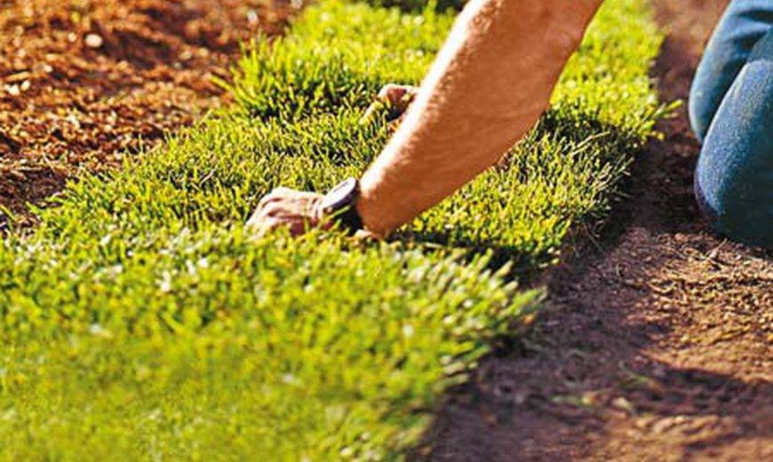 Sod Versus Seed—Which is Better For You & Your Yard?