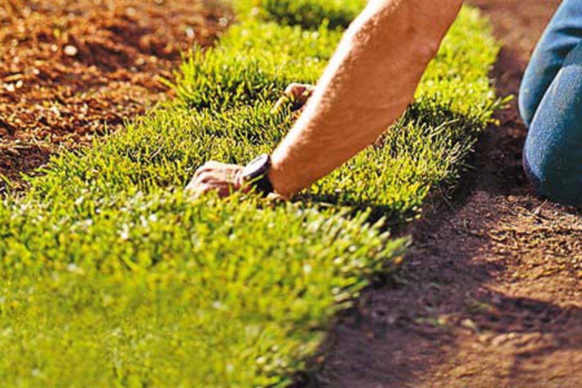 person kneeling laying down sod