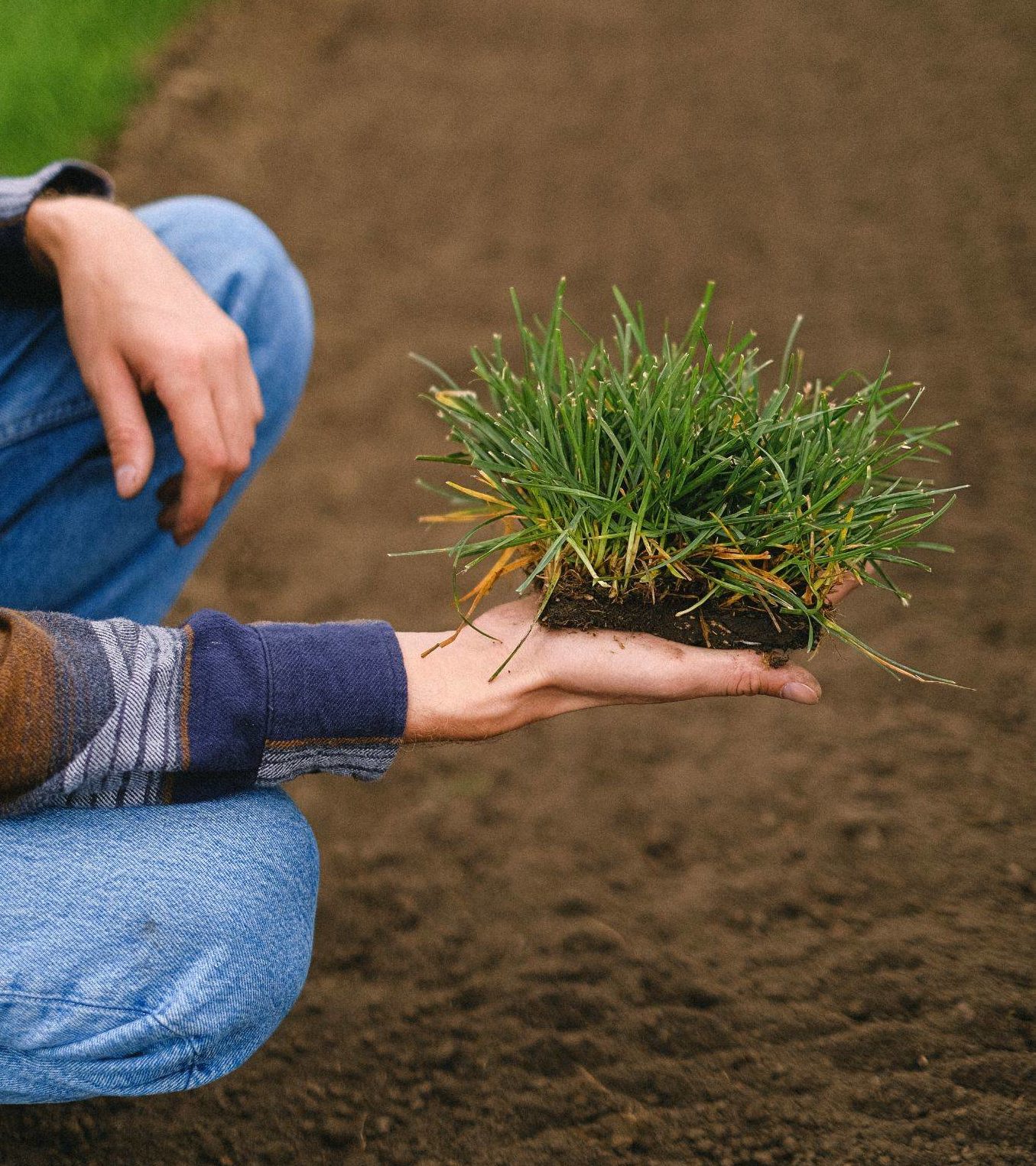 person holding piece of sod above dirt