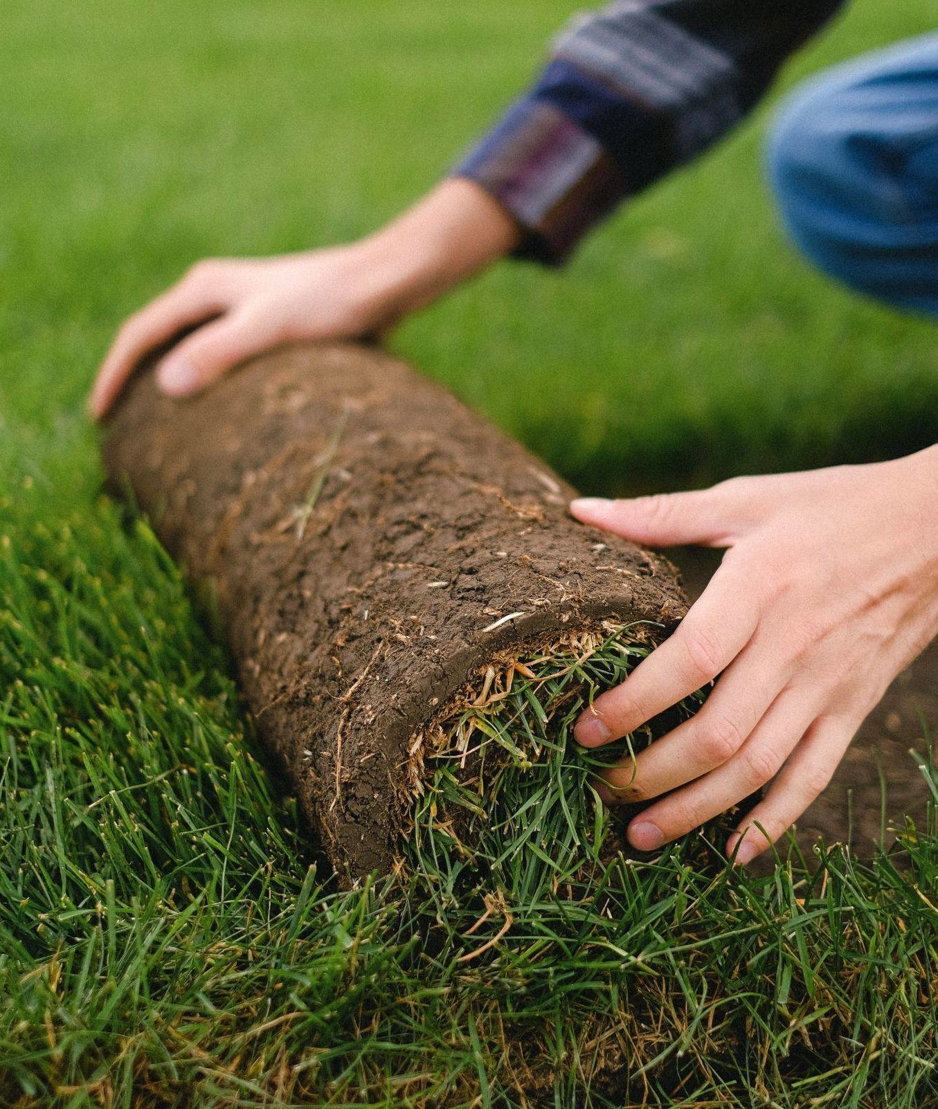 person rolling out strip of sod