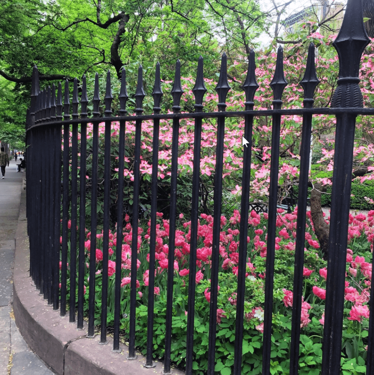 pink flowers behind wrought iron fencing