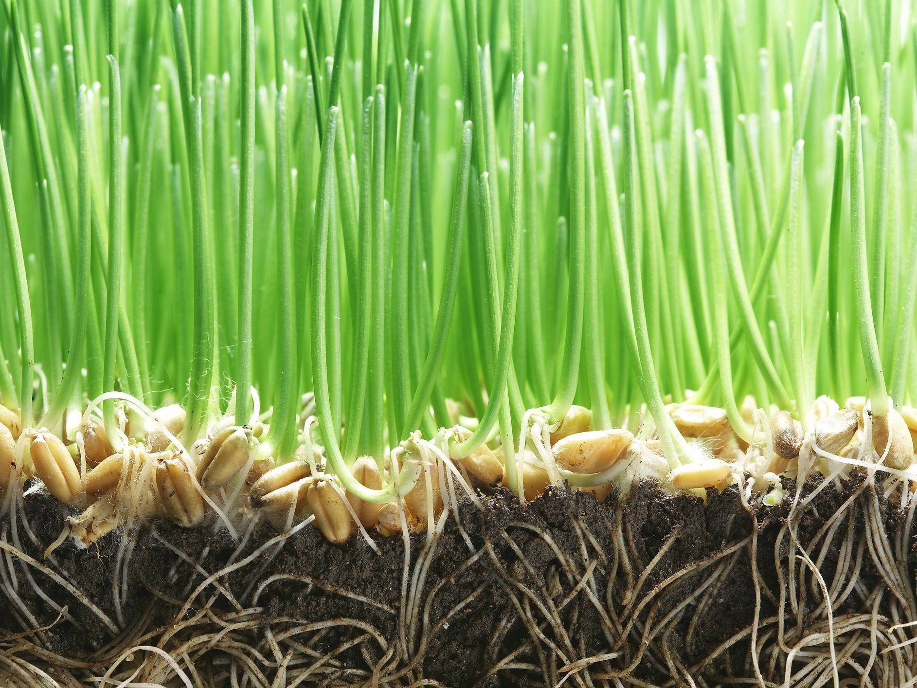 close up of growing grass