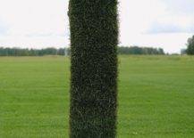 person standing in field holding strip of sod