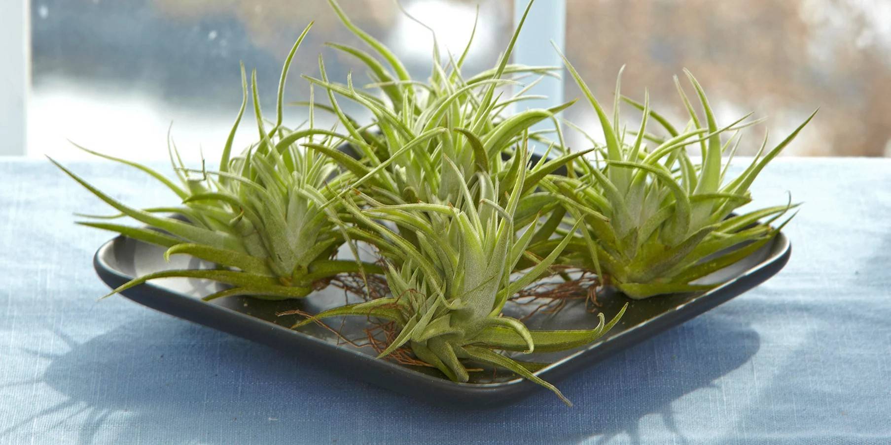 Popular Houseplants that You Can Manage to Keep Alive