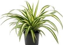 Popular Houseplants that You Can Manage to Keep Alive