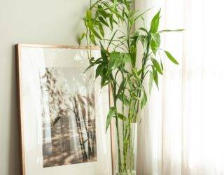 12 Best Low-Maintenance Indoor Houseplants