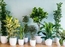 Add-an-air-purifying-plant-to-your-home-for-healtheir-and-greener-living-27574-217x155