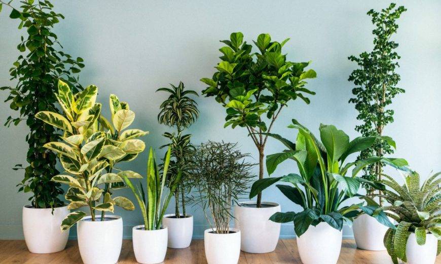 7 Best Air-Purifying Plants for a Greener and Healthier Home