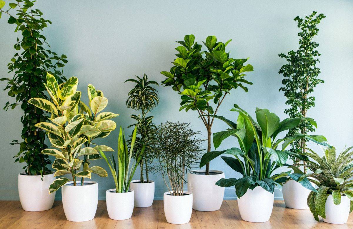 Tambahkan tanaman pemurni udara ke rumah Anda untuk kehidupan yang lebih sehat dan lebih hijau