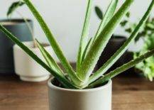 Aloe-vera-is-a-great-indicator-for-how-pure-the-air-inside-your-home-is-even-while-improving-its-quality-63188-217x155