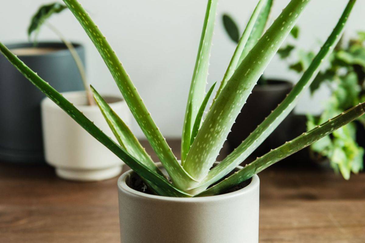 Aloe-vera-adalah-indikator-hebat-bagaimana-membersihkan-udara-di-rumah-Anda-bahkan-sementara-kualitasnya-meningkatkan-63188
