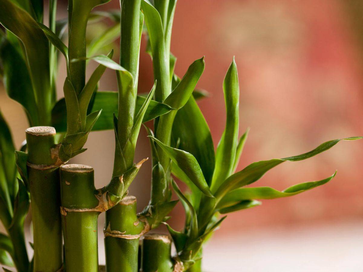 Bamboos-does-much-more-than-just-bring-luck-to-your-home-46780