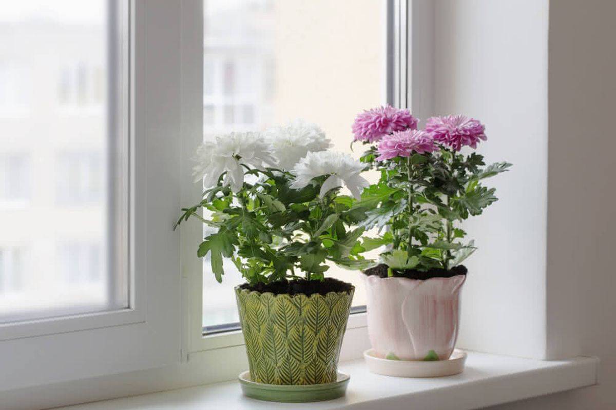 Charming-and-color-presnce-of-Chrysanthemums-on-the-window-sill-uplifts-any-modern-interior-21102