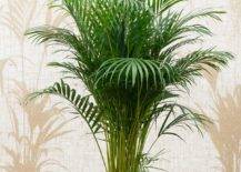 Find-space-in-the-corner-of-your-home-for-Areca-Palm-that-also-adds-tropical-goodness-to-your-home-10212-217x155